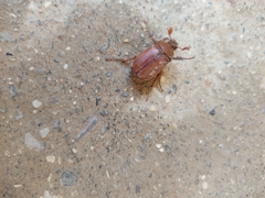 Holochelus