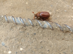 Holochelus