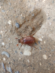 Holochelus