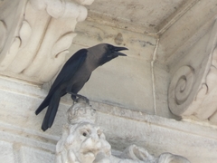 Corvus splendens