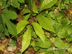 Crateva adansonii formosensis