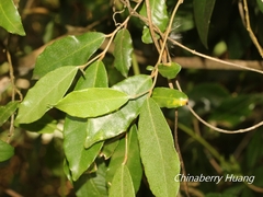 Elaeagnus formosana