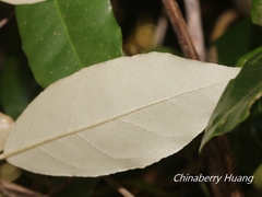 Elaeagnus formosana