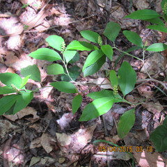 Ditrysinia fruticosa