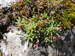 Saxifraga conifera