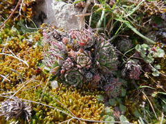 Sempervivum vicentei
