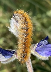 Ocnogyna loewii