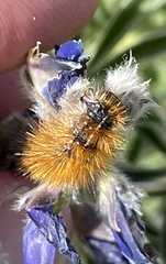 Ocnogyna loewii