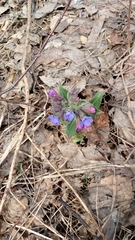 Pulmonaria mollis