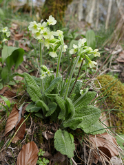 Primula intricata