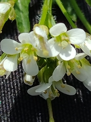 Cardamine flexuosa