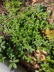 Potentilla reptans