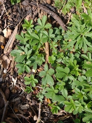 Potentilla reptans