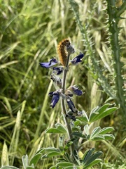 Ocnogyna loewii