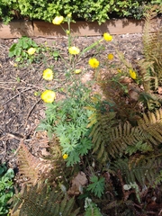Ranunculus acris