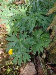 Ranunculus acris