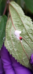Okiscarta uchidae