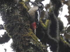 Dendrocopos himalayensis