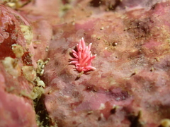 Okenia hiroi