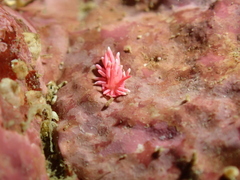 Okenia hiroi