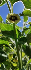 Physalis peruviana