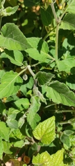 Physalis peruviana
