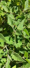 Physalis peruviana