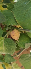 Physalis peruviana