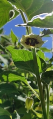Physalis peruviana
