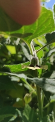 Physalis peruviana