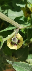Physalis peruviana