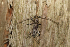 Phacodes