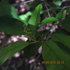 Ditrysinia fruticosa