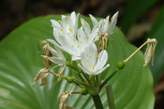 Proiphys amboinensis