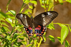 Papilio polytes
