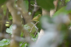 Phylloscopus ricketti