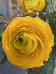 Angiospermae