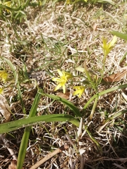 Gagea lutea