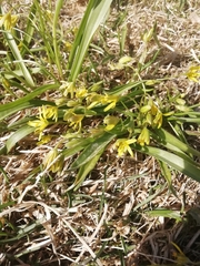 Gagea lutea
