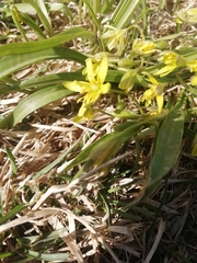 Gagea lutea