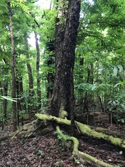 Swietenia macrophylla