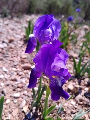 Iris