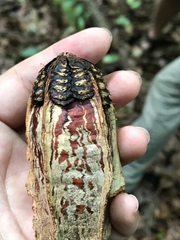 Swietenia macrophylla