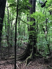 Swietenia macrophylla