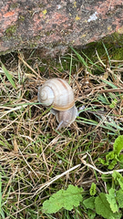 Helix pomatia