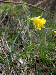 Narcissus minor