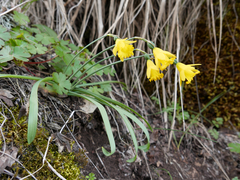 Narcissus minor