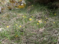 Narcissus minor