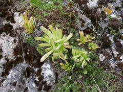 Sempervivum vicentei