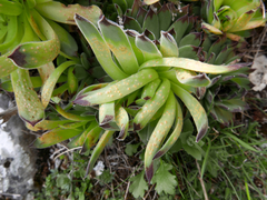 Sempervivum vicentei
